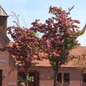 Kirche mit rotem Klinkerstein, davor Bäume mit rosa Blüten